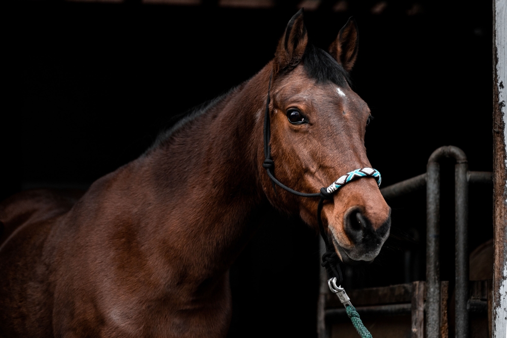 Equine surgery