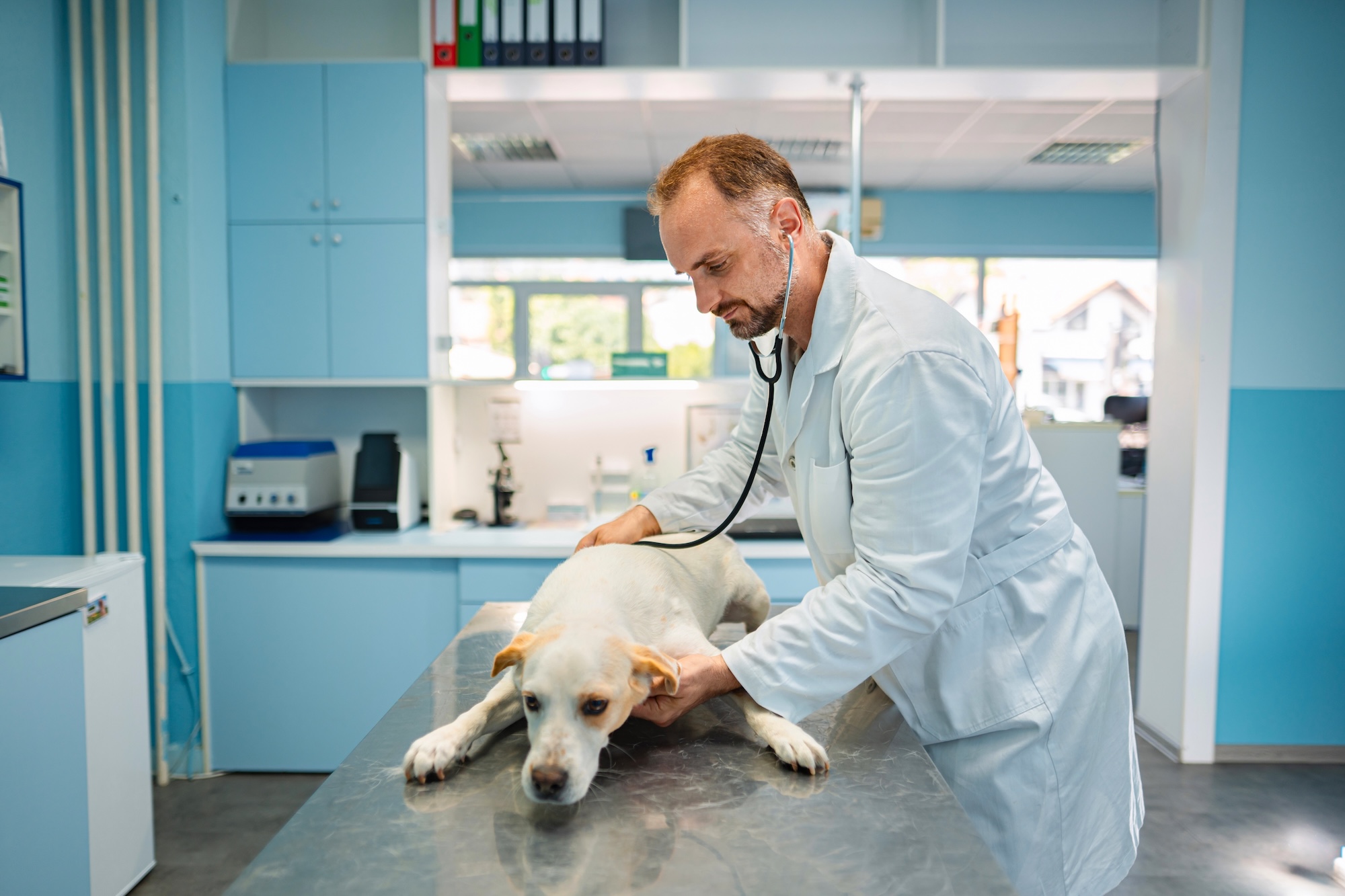 Veterinarian examining a dog in a modern clinic